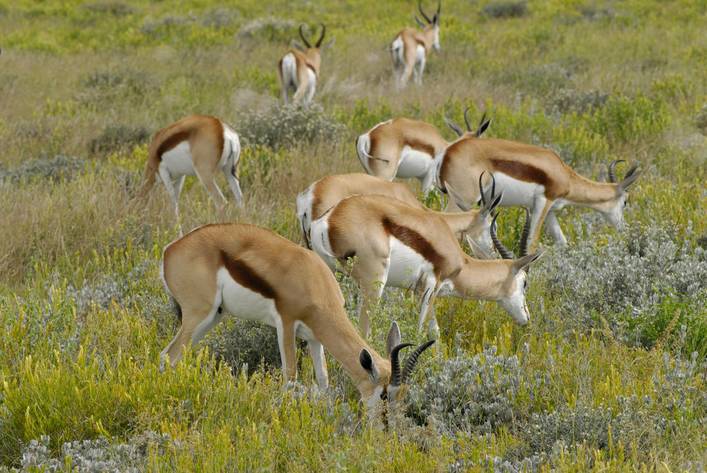 Etosha Village Окаукуехо Екстериор снимка