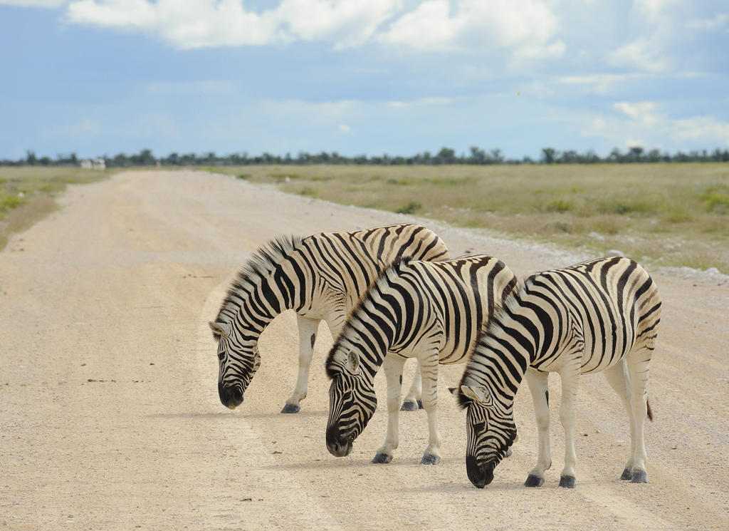 Etosha Village Окаукуехо Екстериор снимка