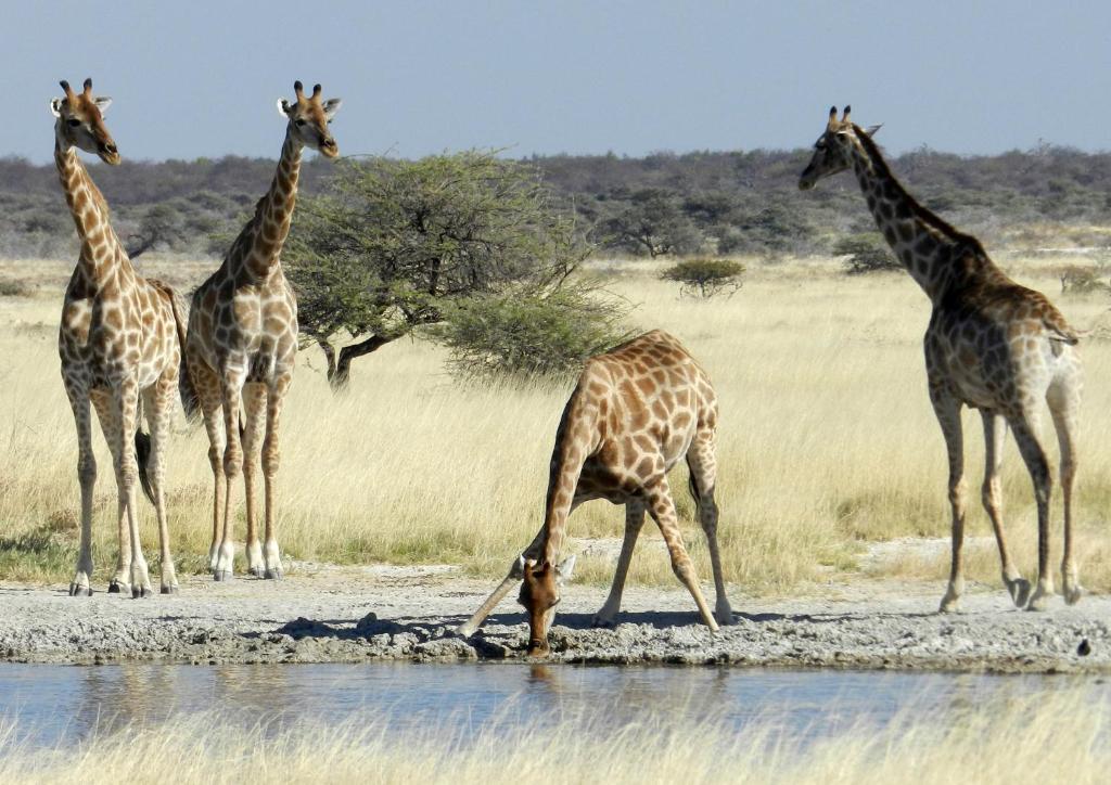 Etosha Village Окаукуехо Екстериор снимка