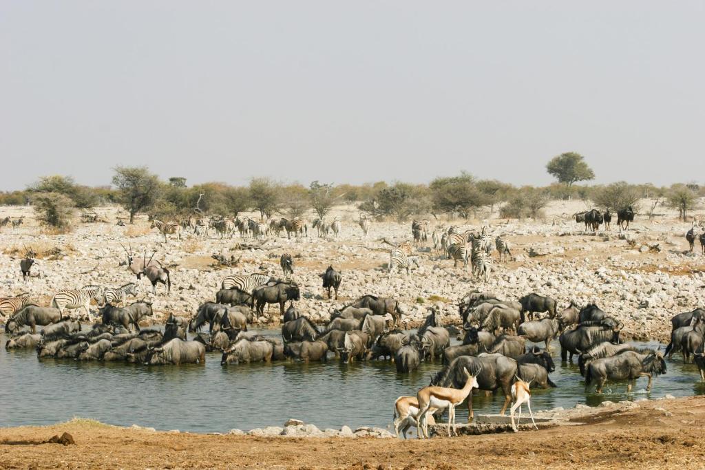 Etosha Village Окаукуехо Екстериор снимка